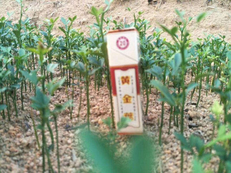 枳壳苗，大量供应，量大从优