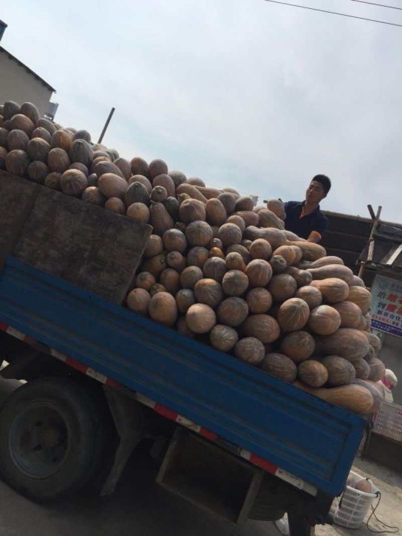 金韩蜜本南瓜基地直供精品一手货源