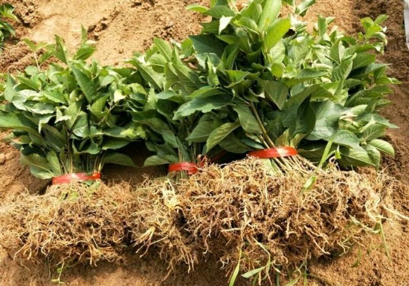 【吉塞拉砧木苗】山东泰安苗木基地产地直发山东砧木苗