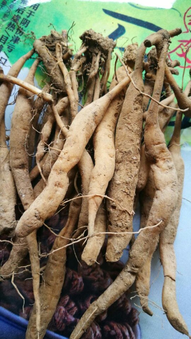 菜头肾（土太子参）肝肾双补雁荡山原产地