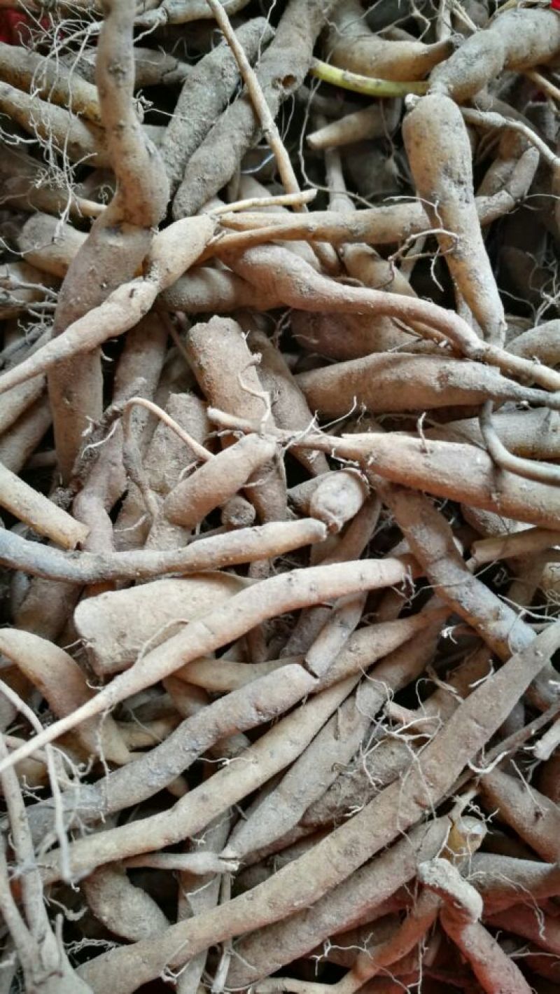 菜头肾（土太子参）肝肾双补雁荡山原产地
