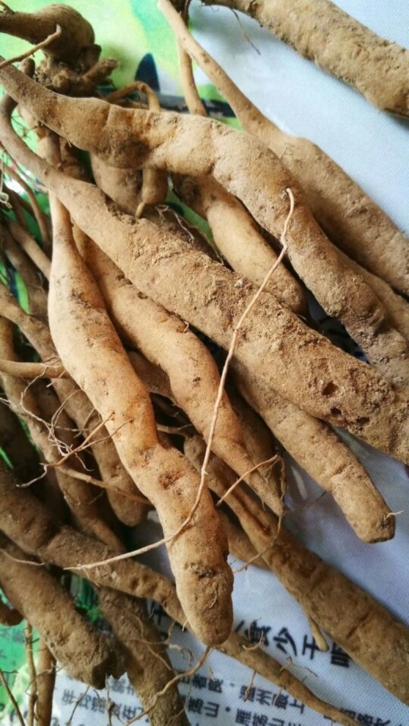 菜头肾（土太子参）肝肾双补雁荡山原产地