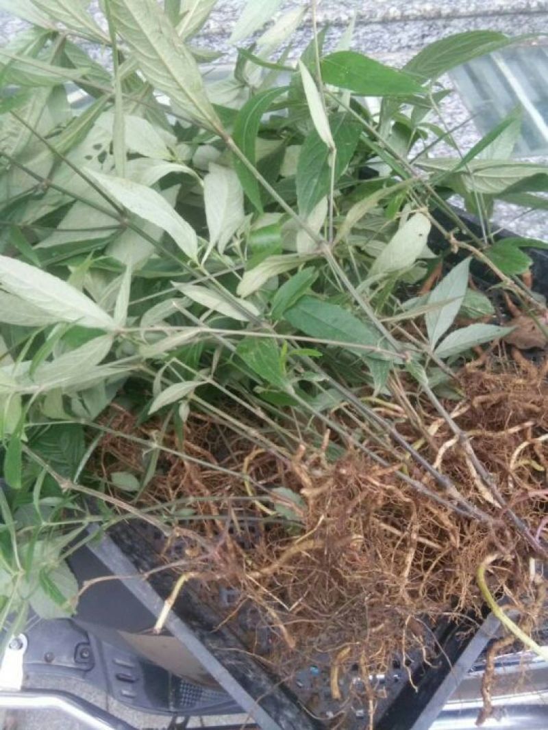 菜头肾（土太子参）肝肾双补雁荡山原产地