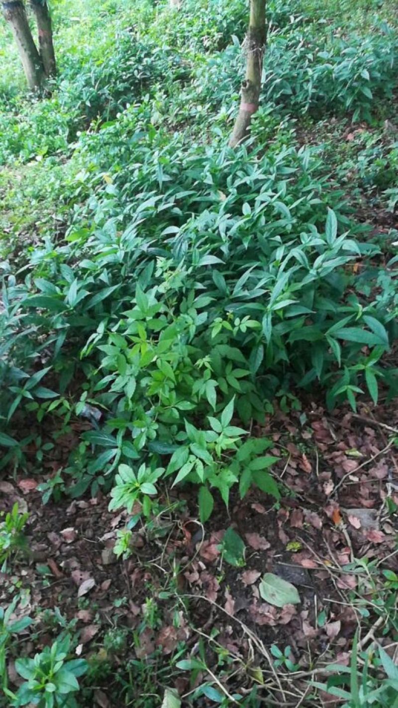 菜头肾（土太子参）肝肾双补雁荡山原产地