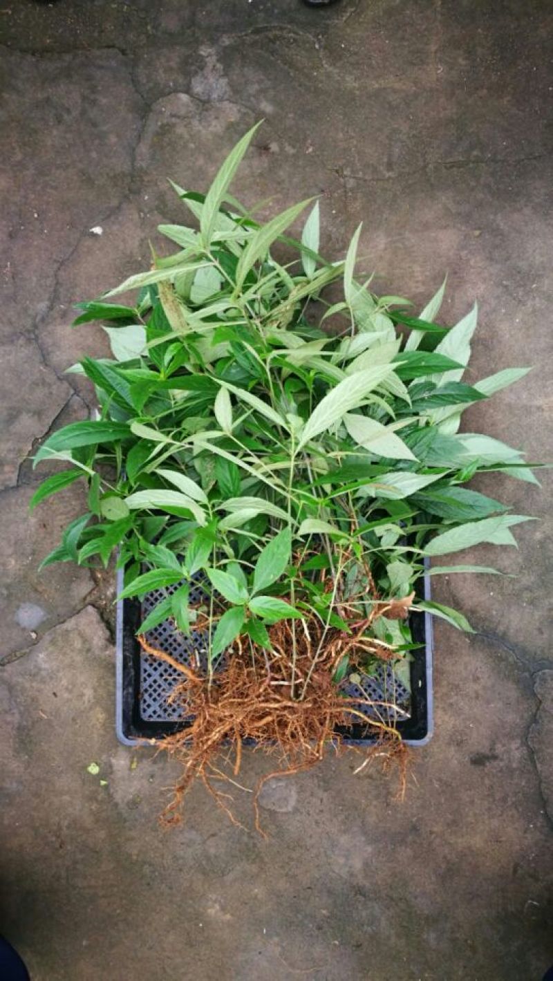 菜头肾（土太子参）肝肾双补雁荡山原产地