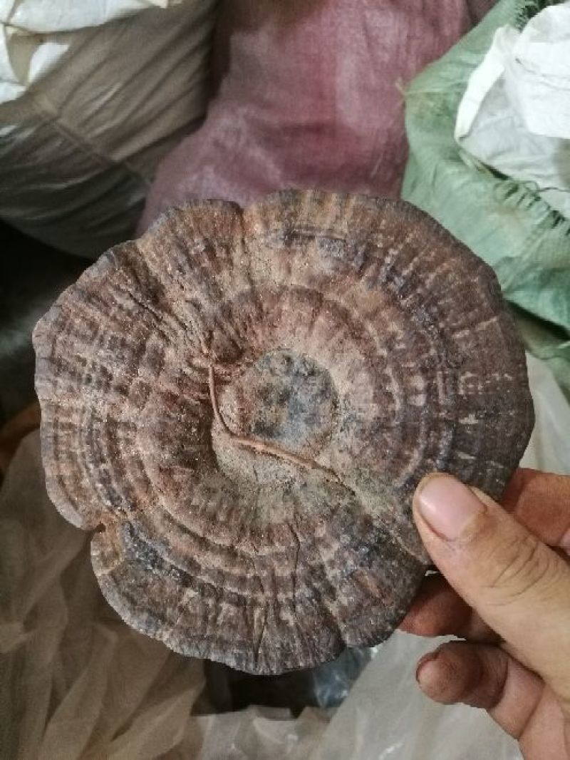 长期供应代卖批发，野生灵芝