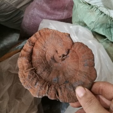 长期供应代卖批发，野生灵芝