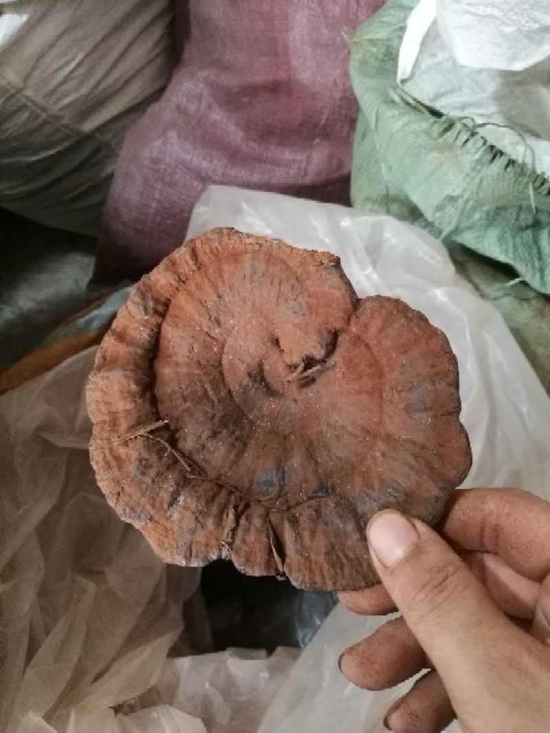 长期供应代卖批发，野生灵芝