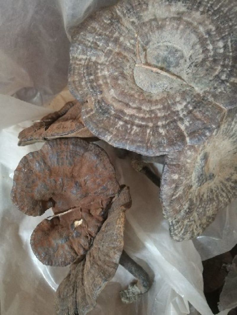 长期供应代卖批发，野生灵芝