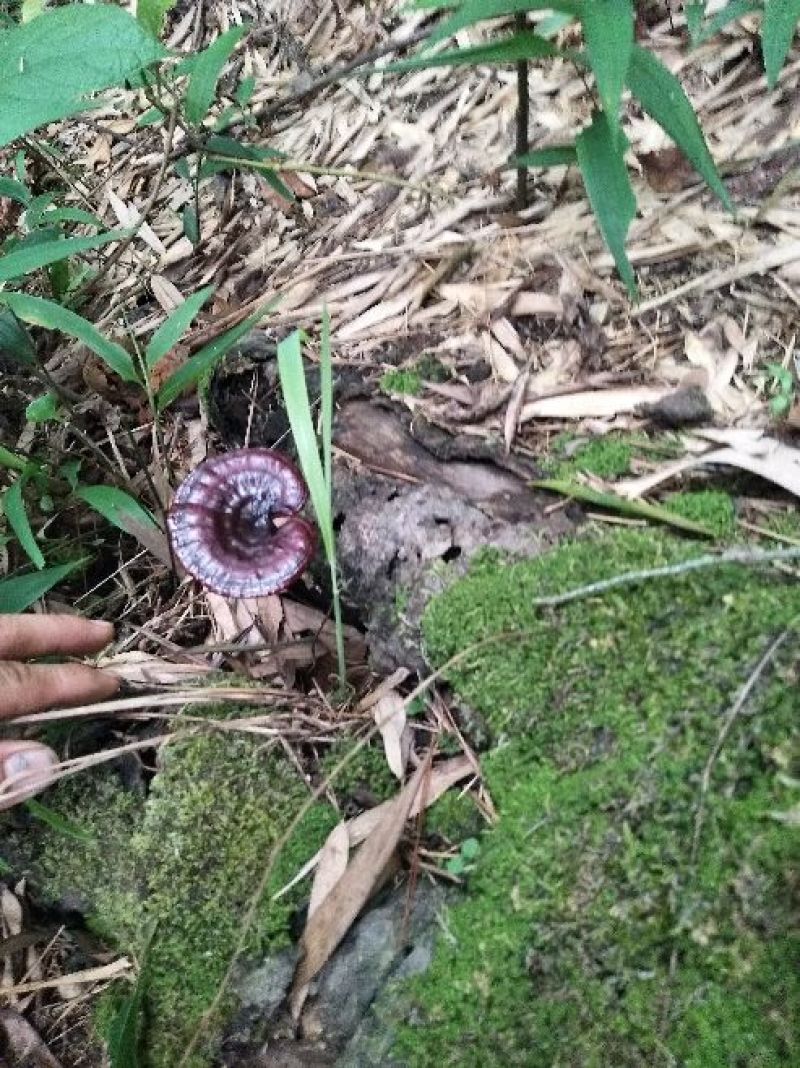 野生灵芝