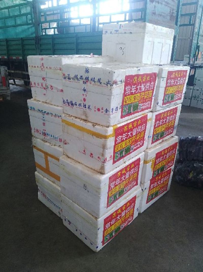 法国皇后精品芹菜苗15~20cm，原产地直发，下单现挖