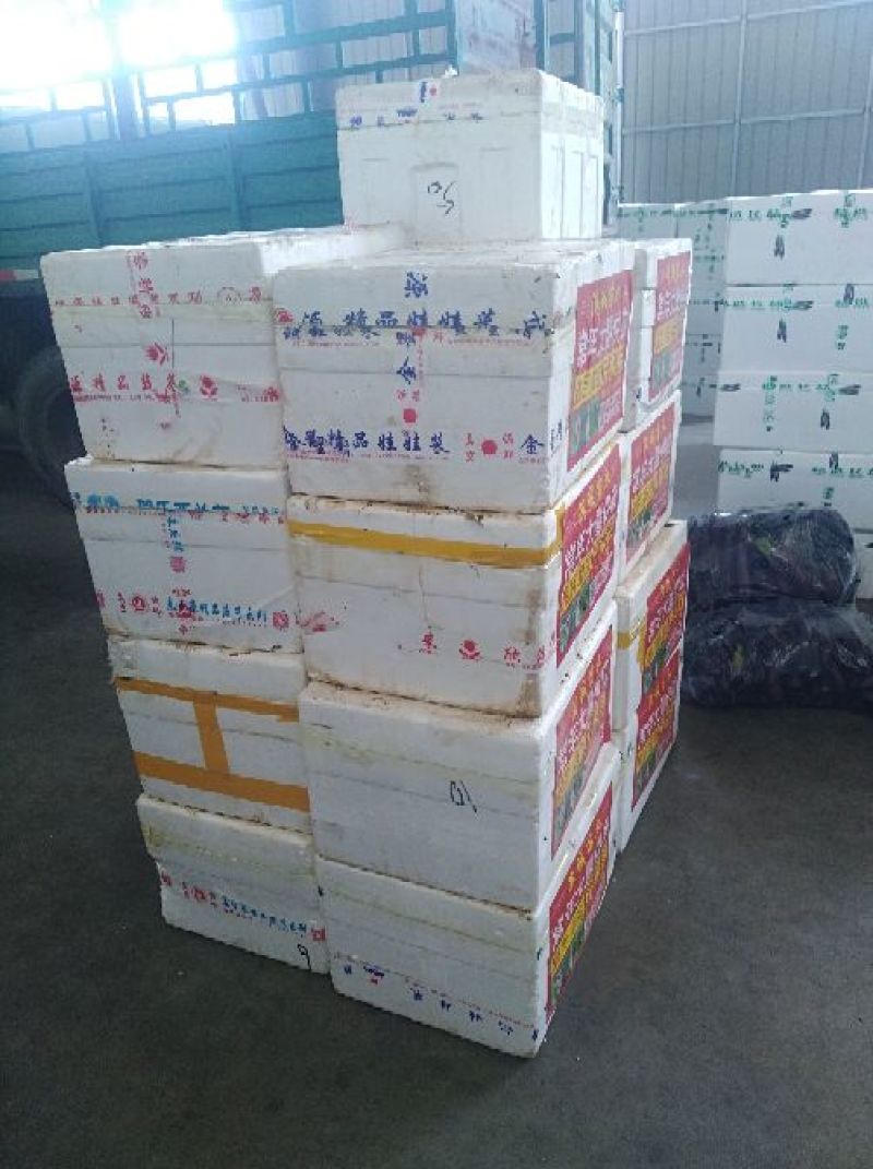 包品种，优质芹菜苗，质优价廉，量大从优，货源稳定，包成活