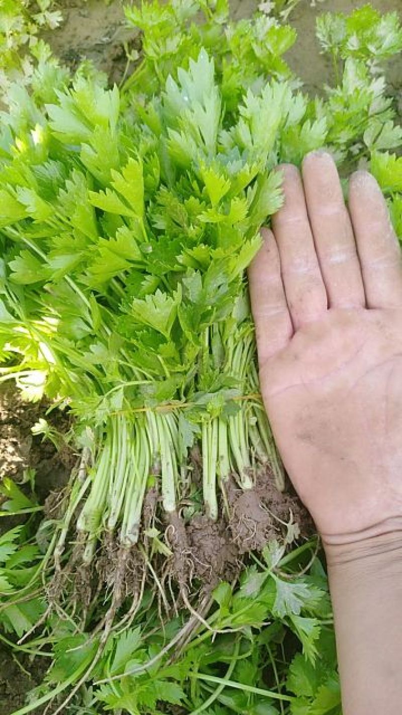 包品种，优质芹菜苗，质优价廉，量大从优，货源稳定，包成活