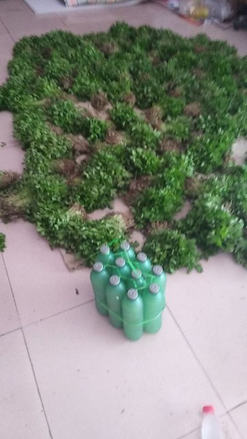 包品种，优质芹菜苗，质优价廉，量大从优，货源稳定，包成活