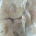 新鲜虾仁