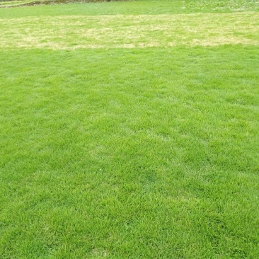 郴州市苏仙区白露塘大量兰引三号草皮出售