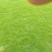 郴州市苏仙区白露塘大量兰引三号草皮出售