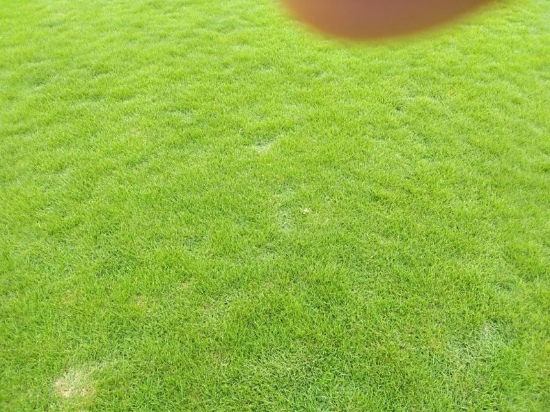 郴州市苏仙区白露塘大量兰引三号草皮出售