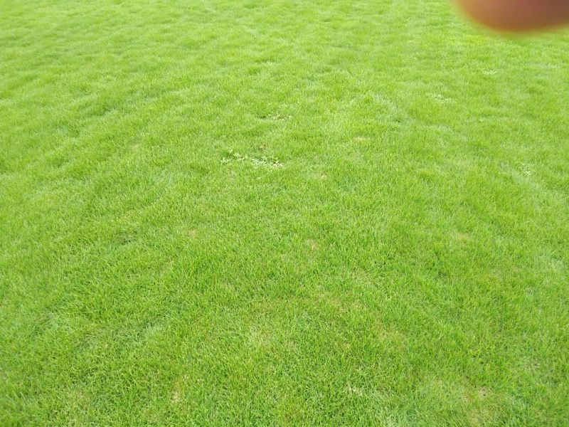 郴州市苏仙区白露塘大量兰引三号草皮出售