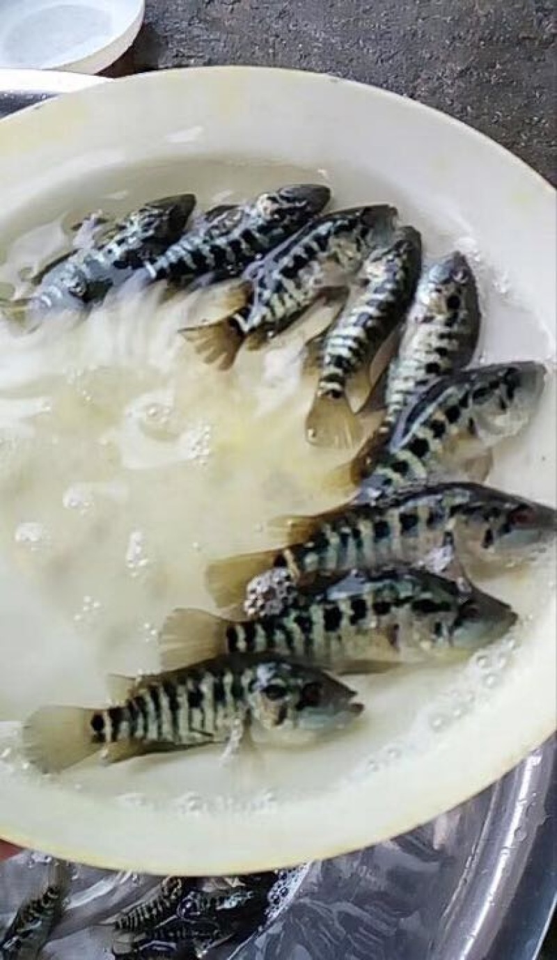 淡水石斑鱼鱼苗