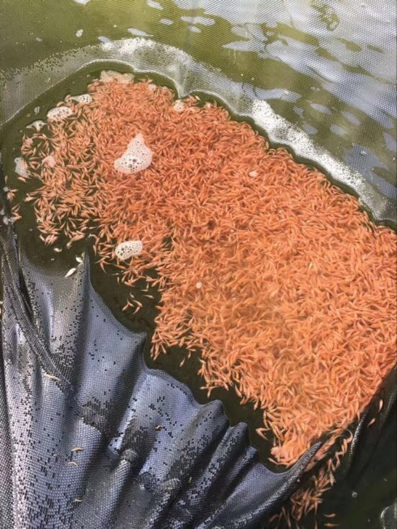 红罗非鱼苗彩虹鲷