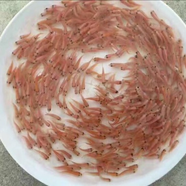 红罗非鱼苗彩虹鲷