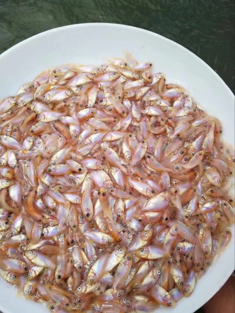 红罗非鱼苗彩虹鲷