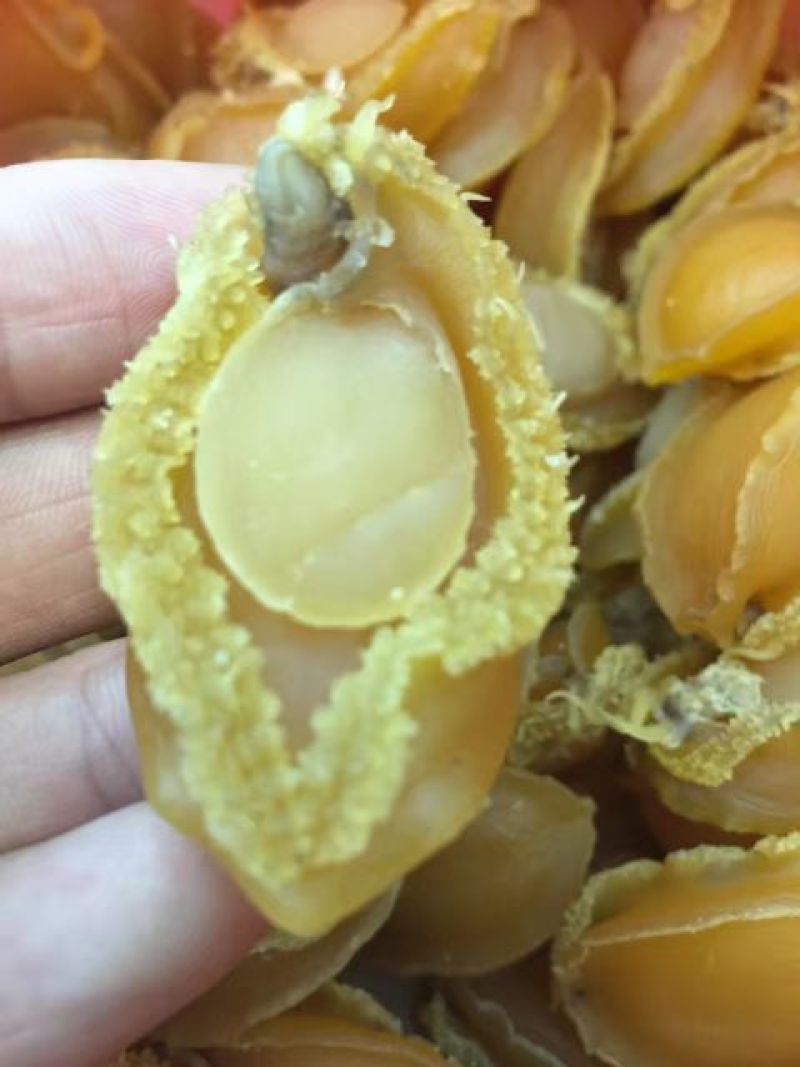 200头鲍鱼干