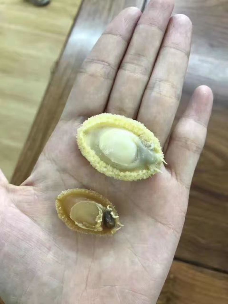 200头鲍鱼干