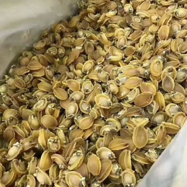 200头鲍鱼干