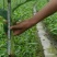 草果苗10公分的有现货200万棵，每棵1