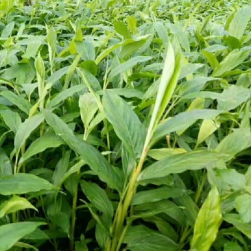 草果苗10公分的有现货200万棵，每棵1