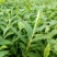 草果苗10公分的有现货200万棵，每棵1