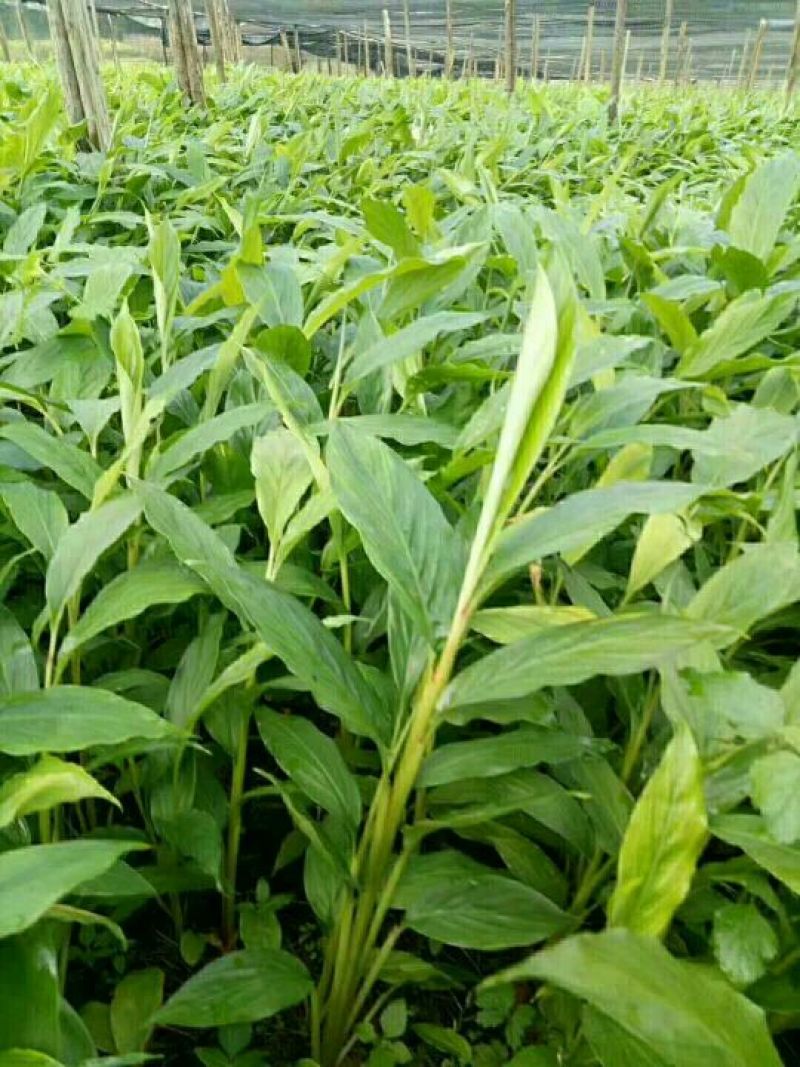 草果苗10公分的有现货200万棵，每棵1