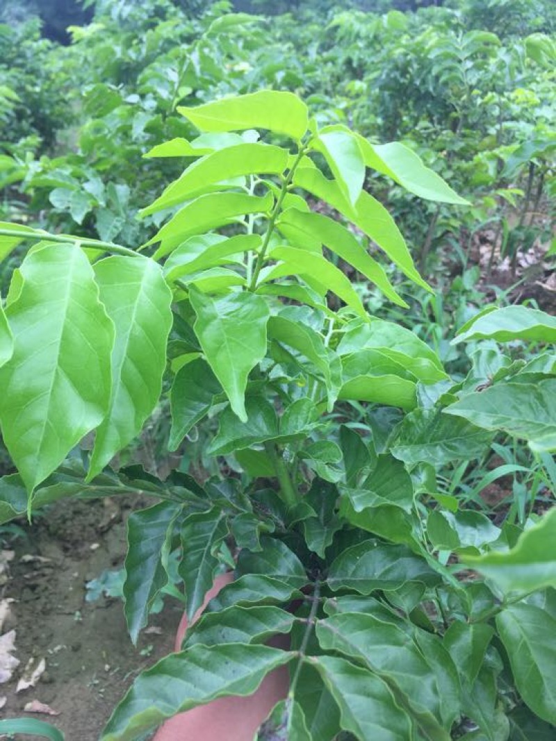 黄皮果苗50~80cmcm