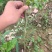黄皮果苗50~80cmcm