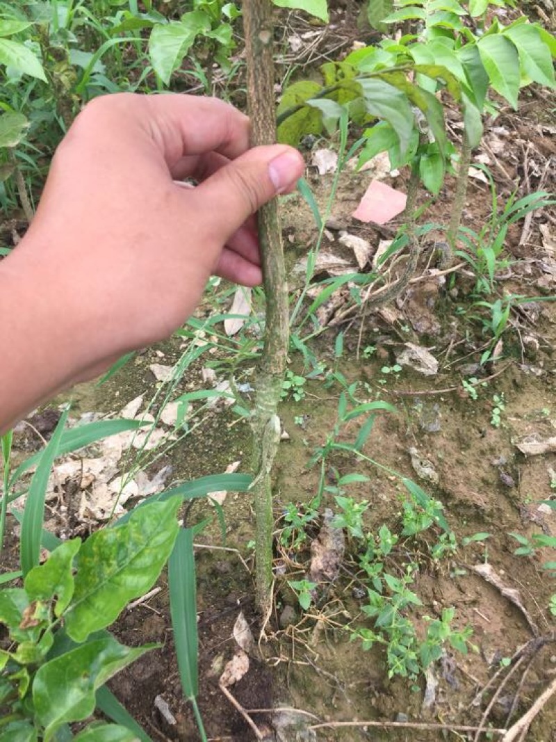 黄皮果苗50~80cmcm