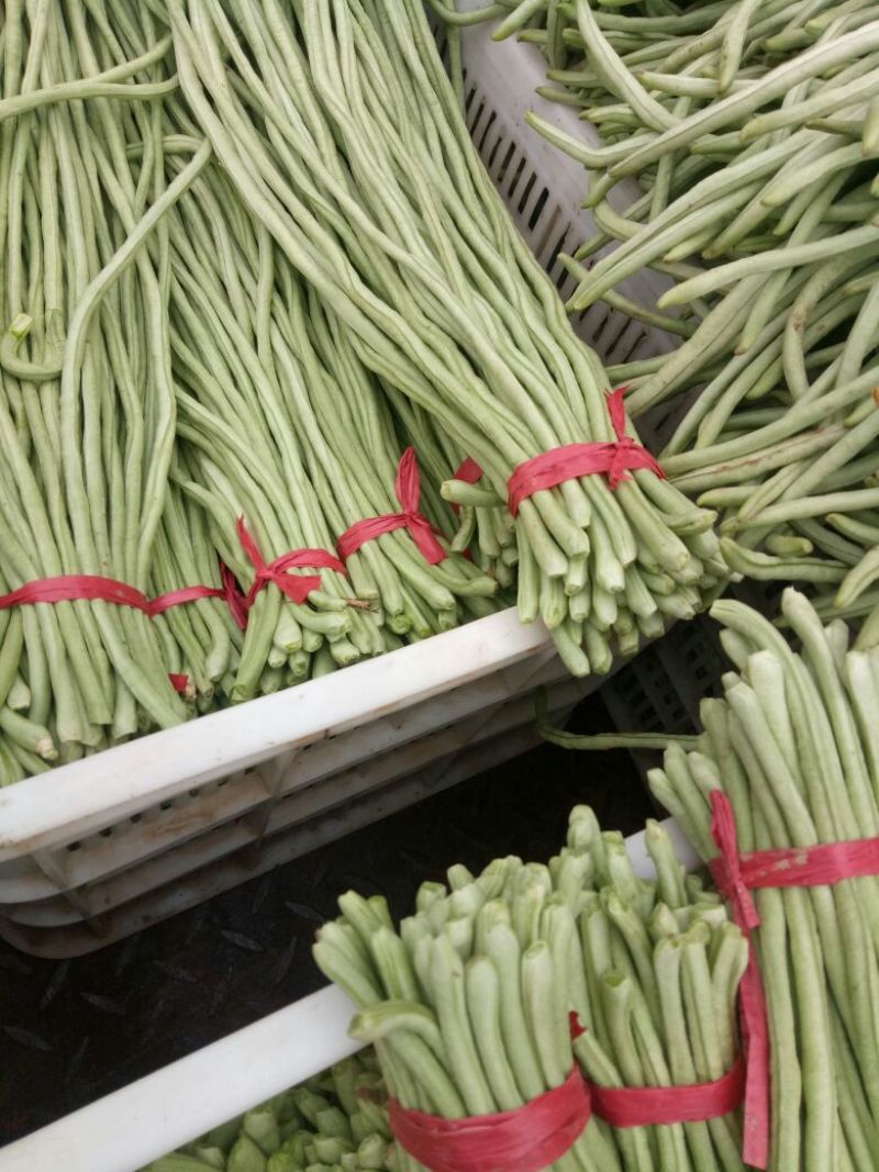 山东省菏泽市定陶黄店，长豆角，青条