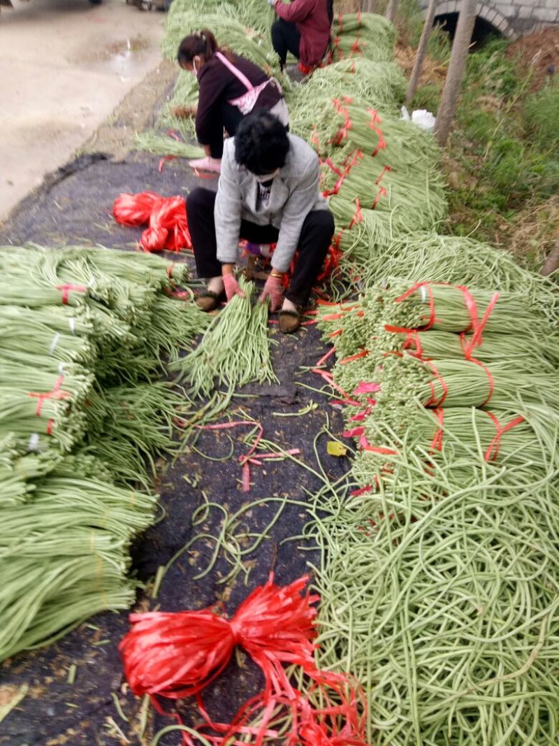 山东省菏泽市定陶黄店，长豆角，青条