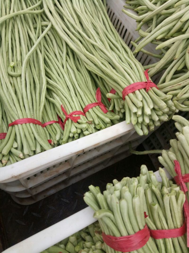 山东省菏泽市定陶黄店，长豆角，青条