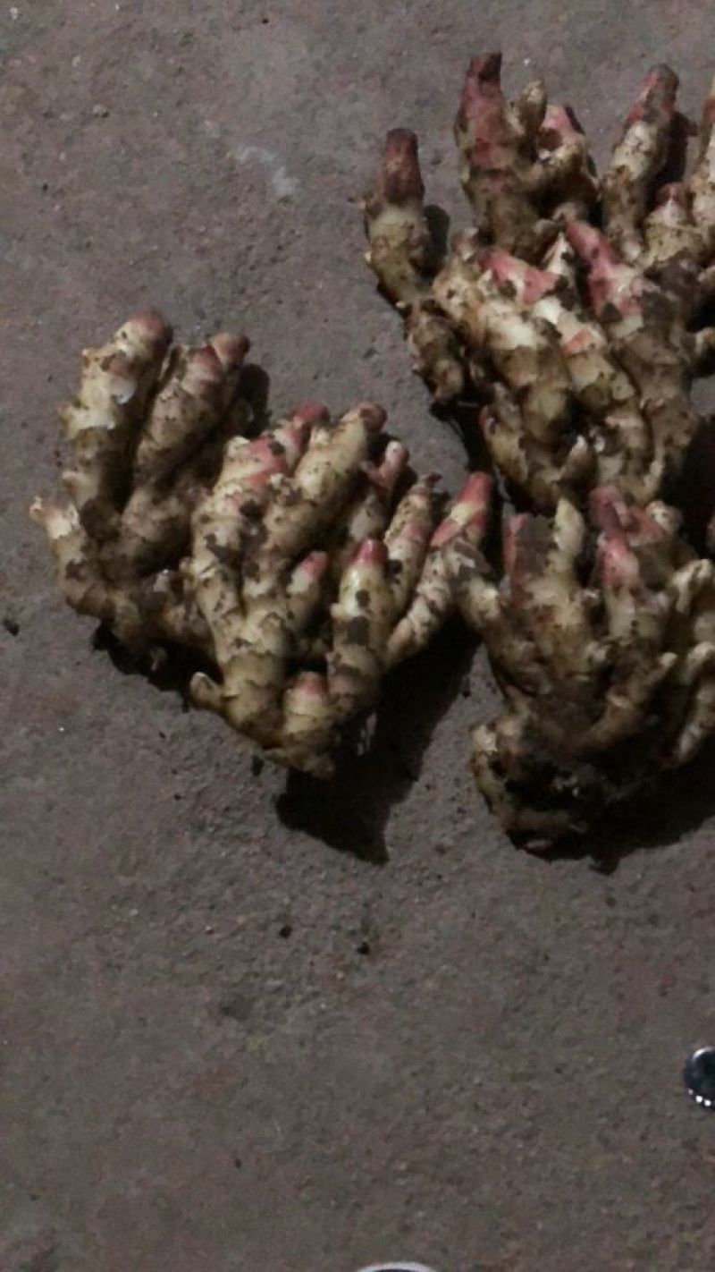 新鲜子姜！山东大棚子姜大量上市！产地直销！一手货源