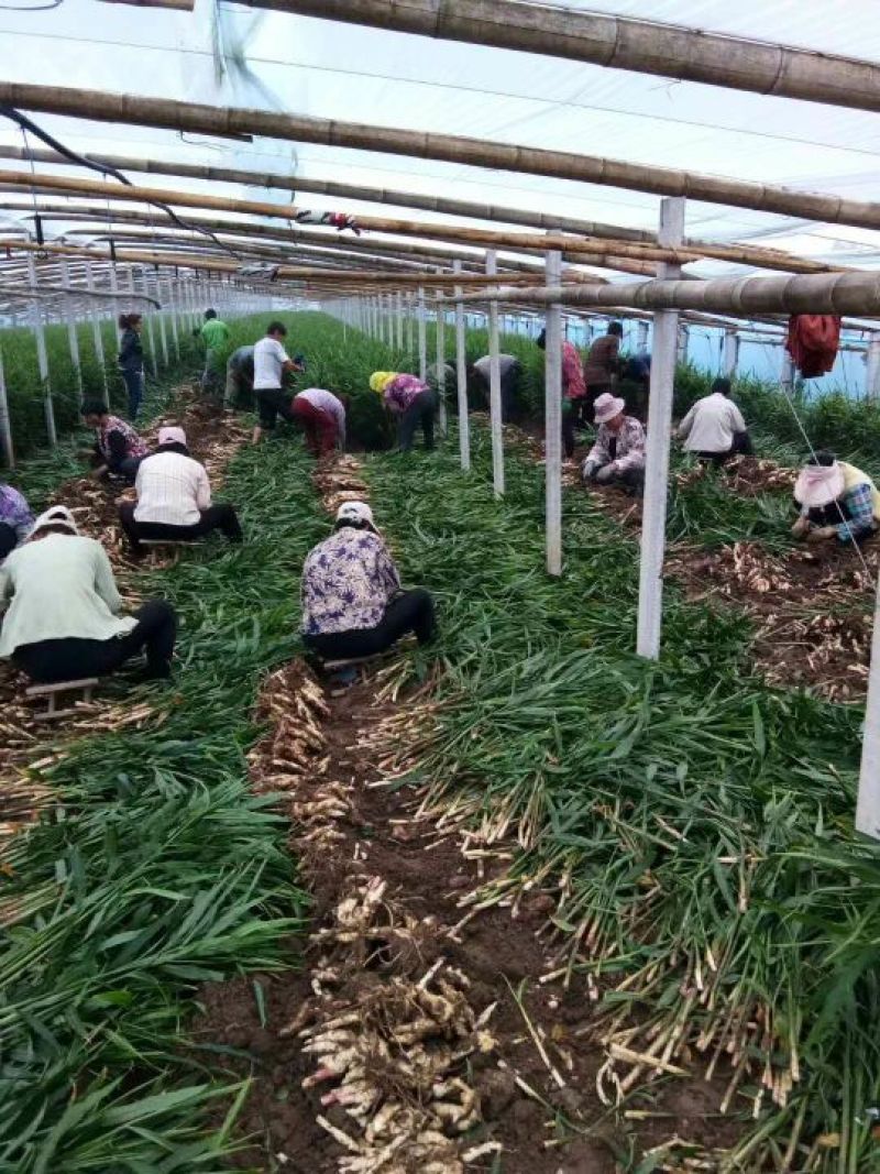 新鲜子姜！山东大棚子姜大量上市！产地直销！一手货源