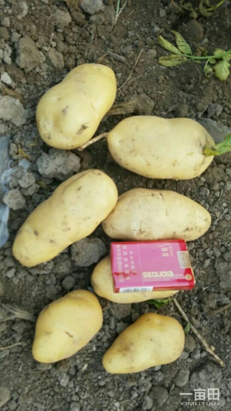 新乐市土豆6月1号大量上市欢迎新老客户前来选购随到随装车