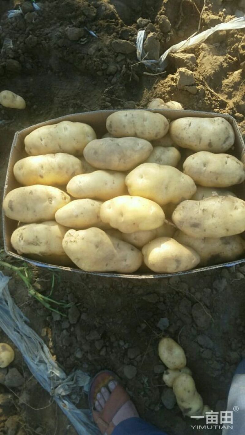 新乐市土豆6月1号大量上市欢迎新老客户前来选购随到随装车