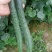 密刺黄瓜干花带刺22~25公分