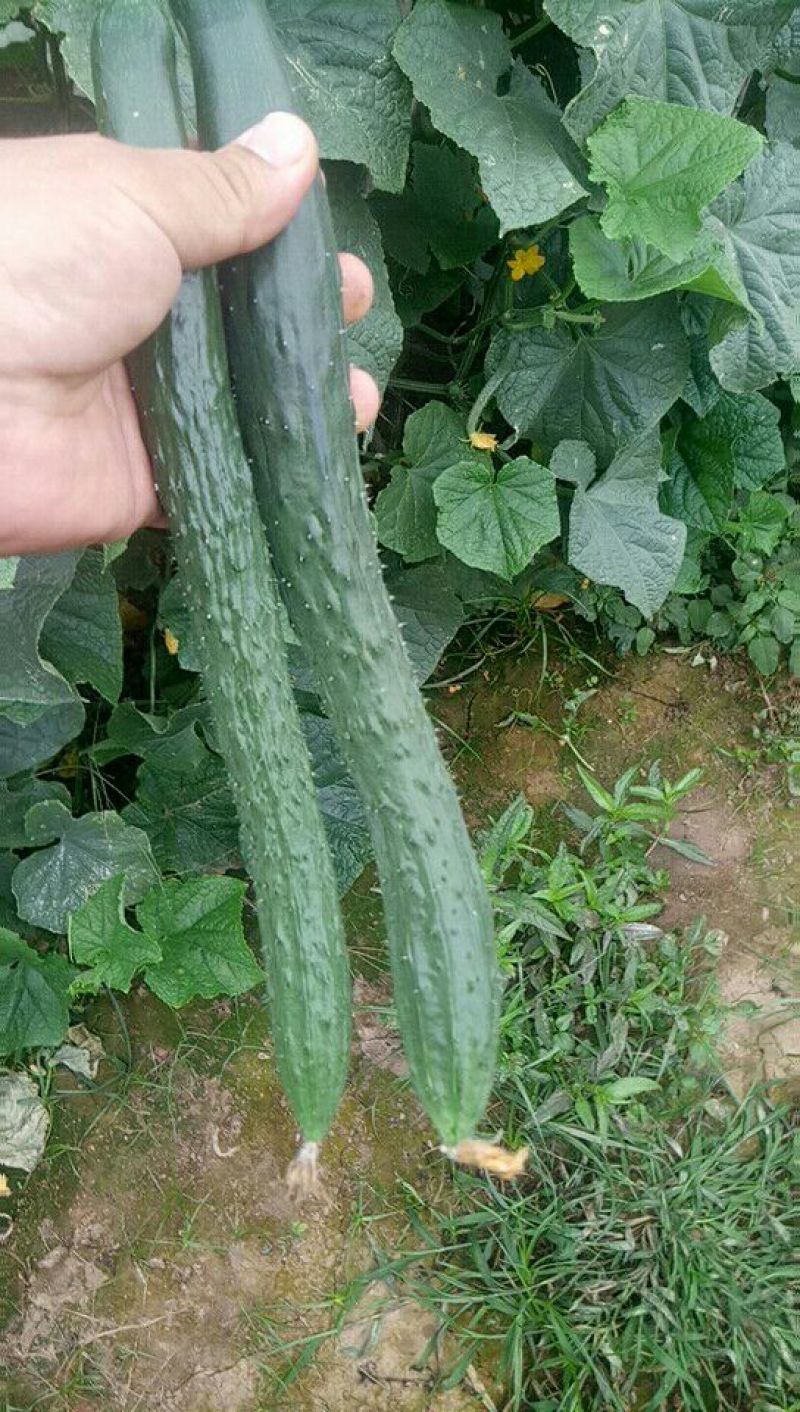 密刺黄瓜干花带刺22~25公分