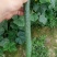密刺黄瓜干花带刺22~25公分