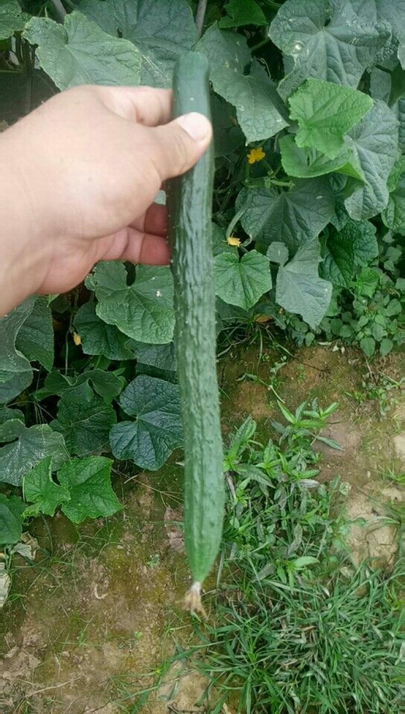 密刺黄瓜干花带刺22~25公分