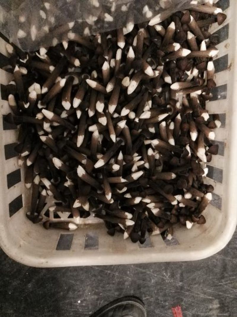 黑皮鸡枞鲜品菌包18505471949