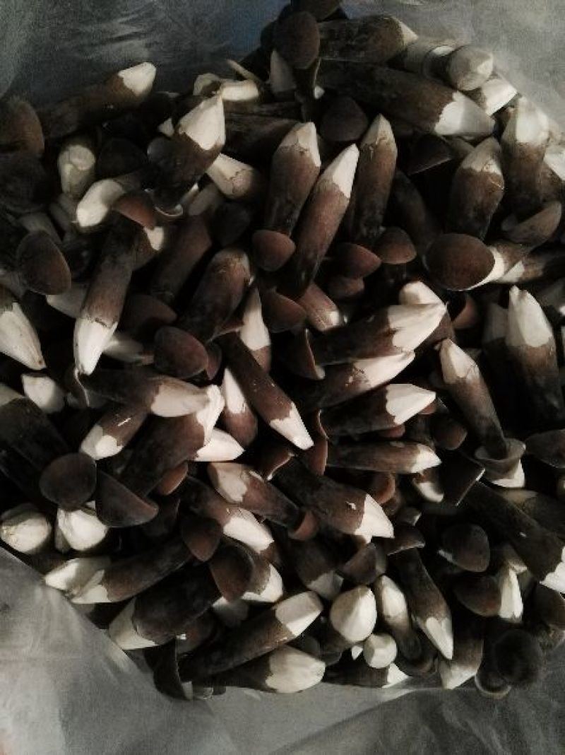 黑皮鸡枞鲜品菌包18505471949